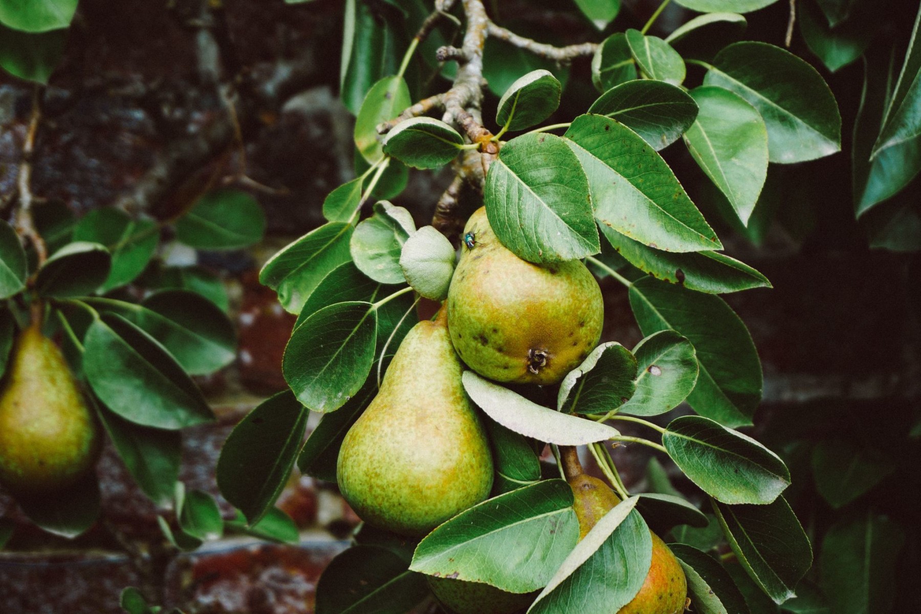 pears on a pear tree
